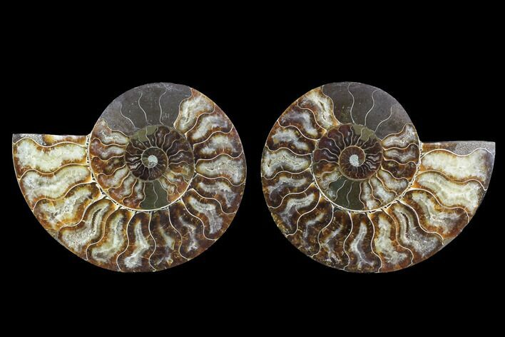 Cut & Polished Ammonite Fossil - Agatized #91161